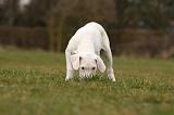 DOGUE ARGENTIN 121